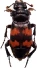 50-Autres Coleoptera